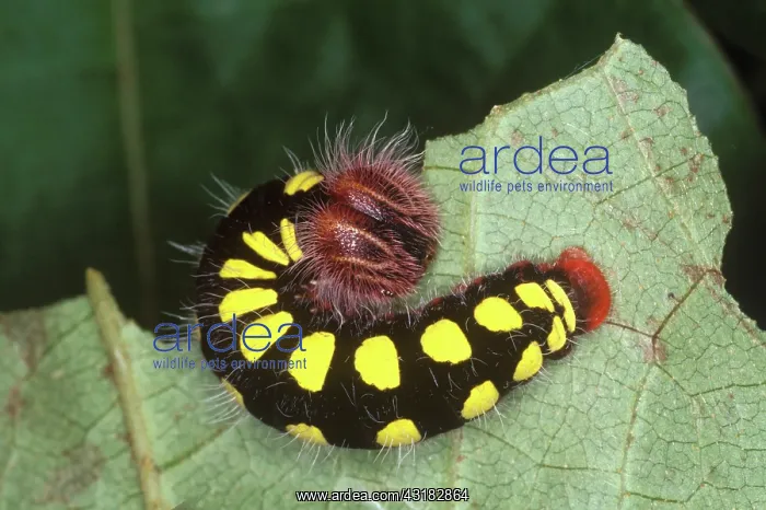 : Tropical Skipper Caterpillar : Tropical Skipper Caterpillar