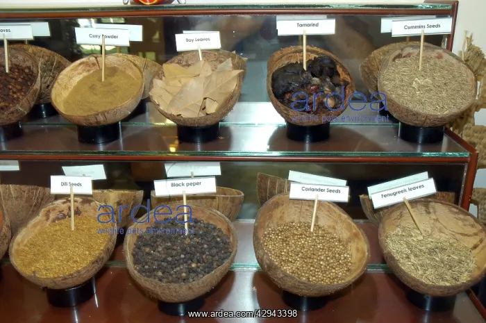 : Tropical spices: selection displayed in coconut shells : Tropical spices: selection displayed in coconut shells