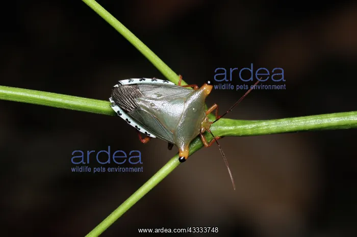 : Tropical stink bug : Tropical stink bug