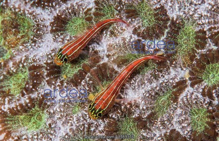 : Tropical striped triplefin (Helcogramma striatum) : Tropical striped triplefin (Helcogramma striatum)