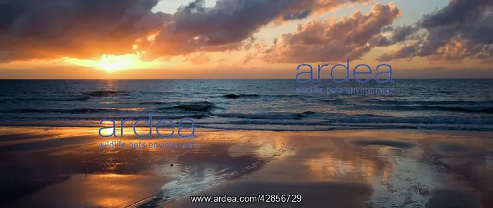 : Tropical sunrise : Tropical sunrise