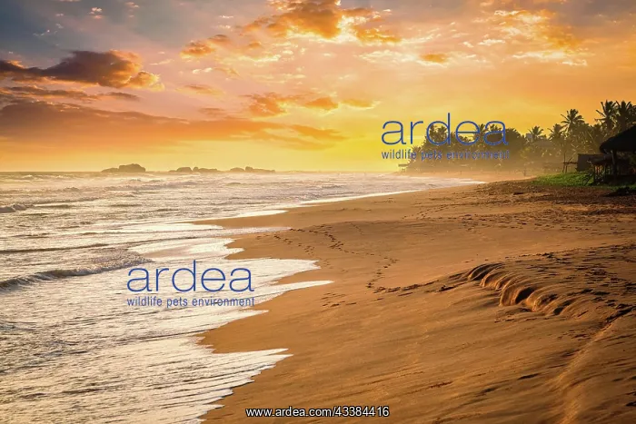 : Tropical sunset on ocean beach. Hikkaduwa, Sri Lanka : Tropical sunset on ocean beach. Hikkaduwa, Sri Lanka