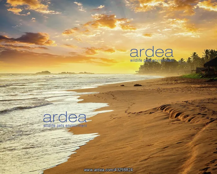 : Tropical sunset on ocean beach. Sri Lanka : Tropical sunset on ocean beach. Sri Lanka