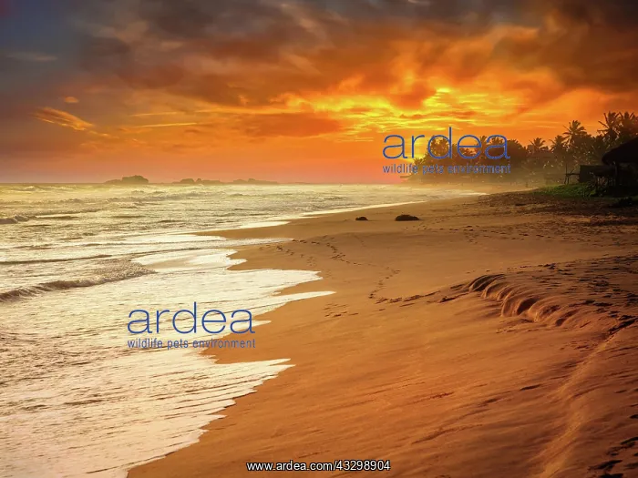: Tropical sunset on ocean beach. Sri Lanka : Tropical sunset on ocean beach. Sri Lanka