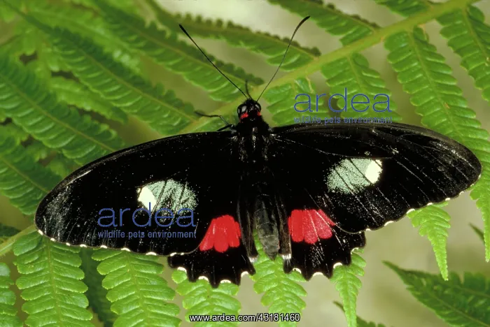 : Tropical Swallowtail : Tropical Swallowtail