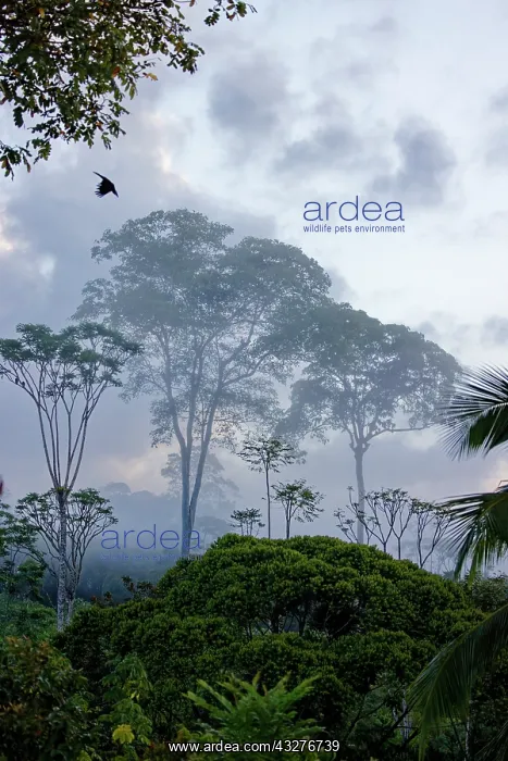 : Tropical Tainforest at Dawn Boco Tapada, Costa Rica LA009578 : Tropical Tainforest at Dawn Boco Tapada, Costa Rica LA009578