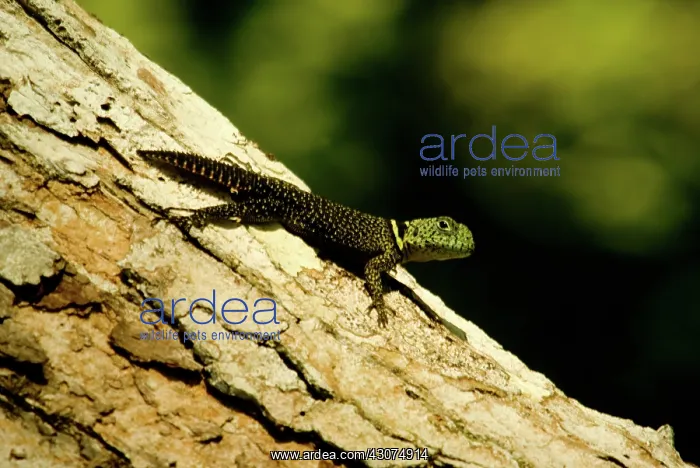 : Tropical Thornytail Iguana : Tropical Thornytail Iguana
