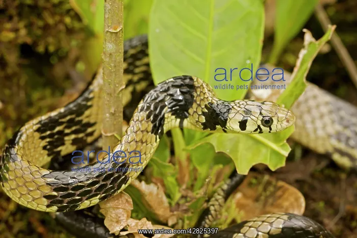 : Tropical / Tiger Rat Snake : Tropical / Tiger Rat Snake
