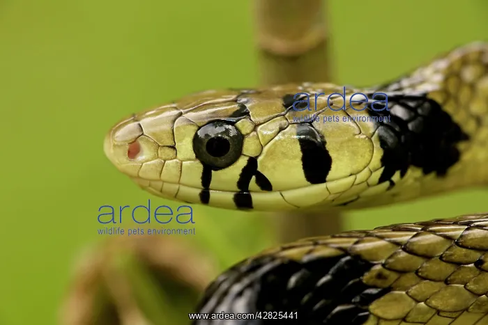 : Tropical / Tiger Rat Snake : Tropical / Tiger Rat Snake