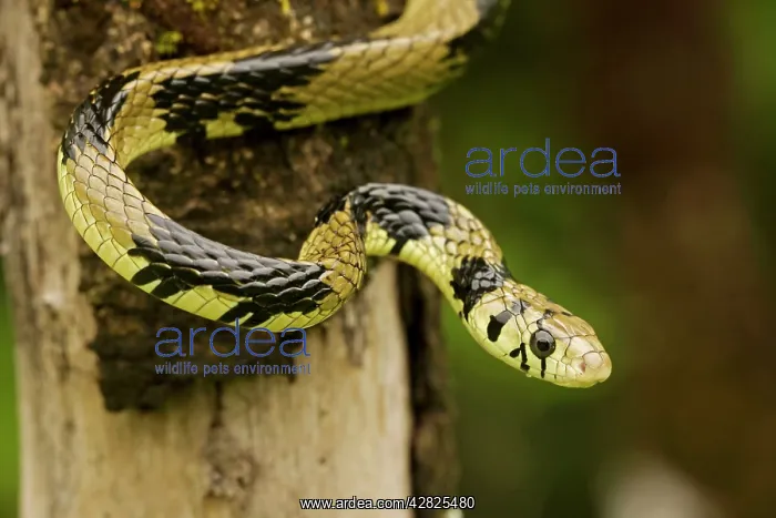 : Tropical / Tiger Rat Snake : Tropical / Tiger Rat Snake