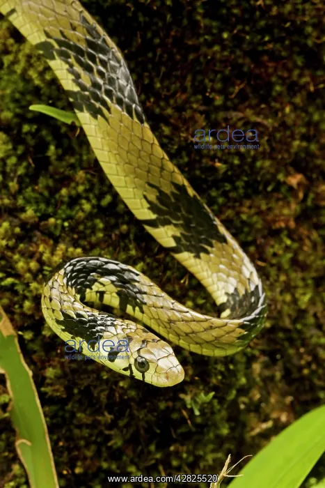 : Tropical / Tiger Rat Snake : Tropical / Tiger Rat Snake