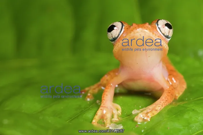: Tropical tree frog : Tropical tree frog