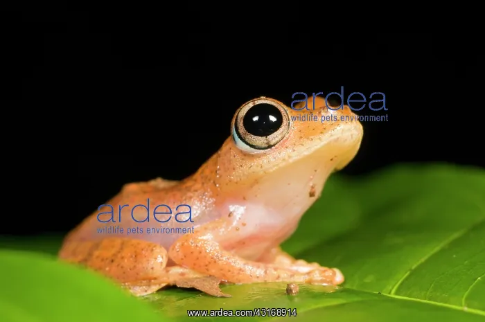 : Tropical tree frog : Tropical tree frog