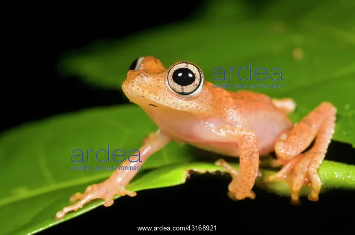 : Tropical tree frog : Tropical tree frog