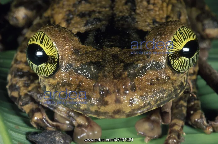 : Tropical treefrog : Tropical treefrog