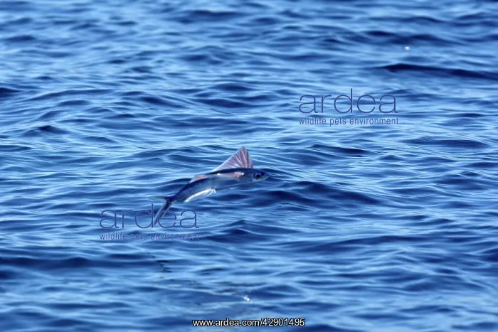 : Tropical two-wing flyingfish - in the strait of Gibraltar : Tropical two-wing flyingfish - in the strait of Gibraltar