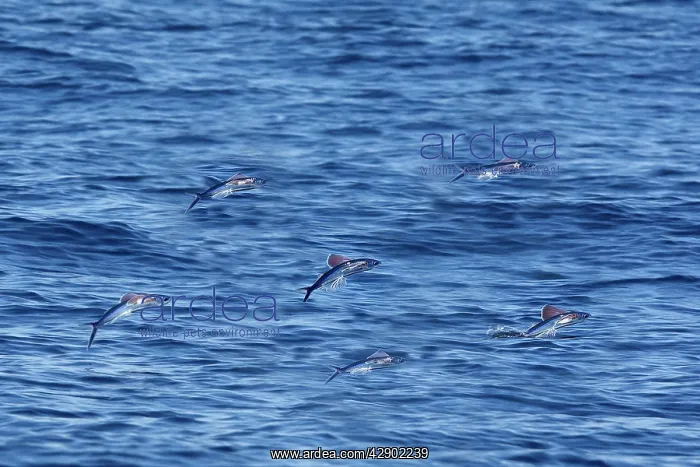 : Tropical two-wing flyingfish - in the strait of Gibraltar : Tropical two-wing flyingfish - in the strait of Gibraltar