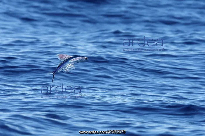 : Tropical two-wing flyingfish - in the strait of Gibraltar : Tropical two-wing flyingfish - in the strait of Gibraltar