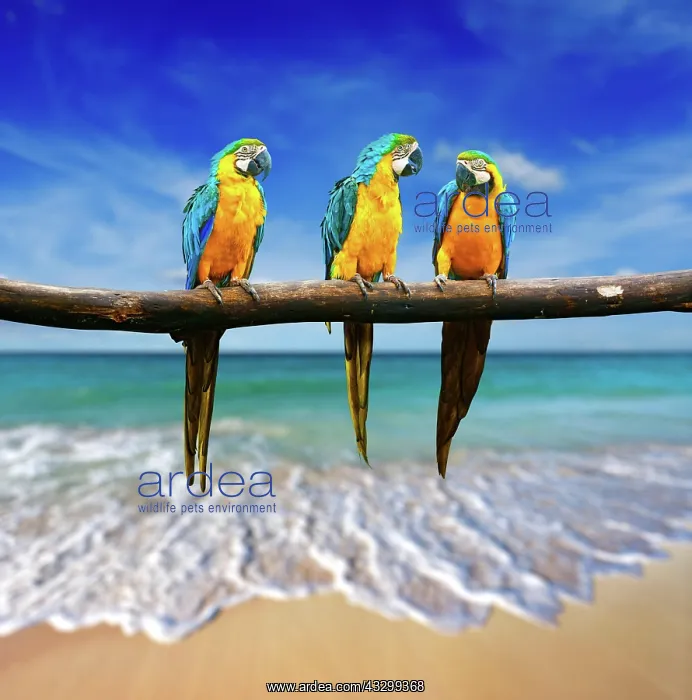 : Tropical vacation concept, three parrots (Blue-and-Yellow : Tropical vacation concept, three parrots (Blue-and-Yellow