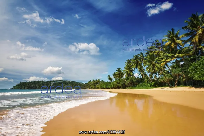 : Tropical vacation holiday background, paradise idyllic : Tropical vacation holiday background, paradise idyllic