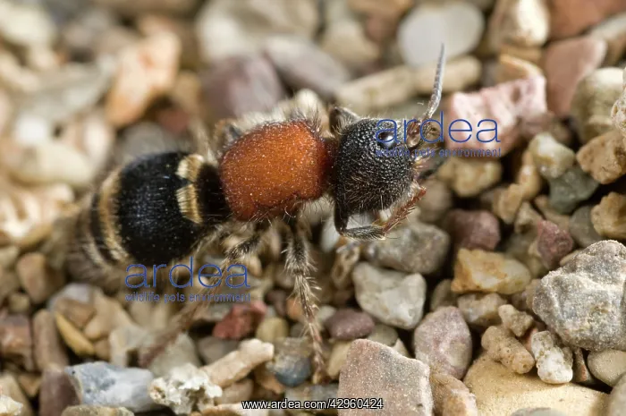 : Tropidotilla litoralis - female : Tropidotilla litoralis - female