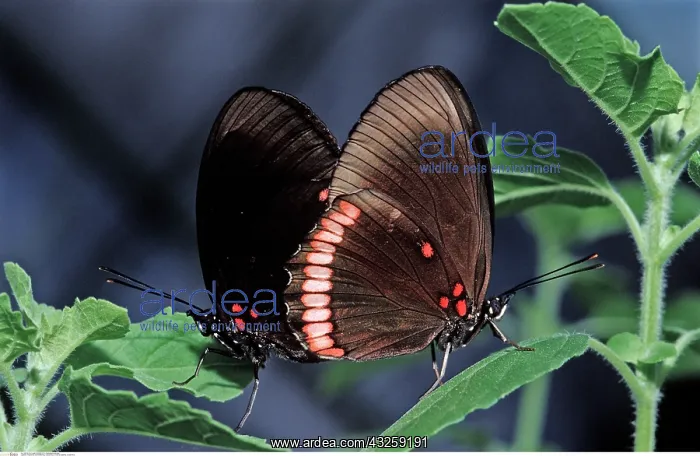 : Tropischer Schmetterling, Costa Rica, -Tropical butterfly : Tropischer Schmetterling, Costa Rica, -Tropical butterfly