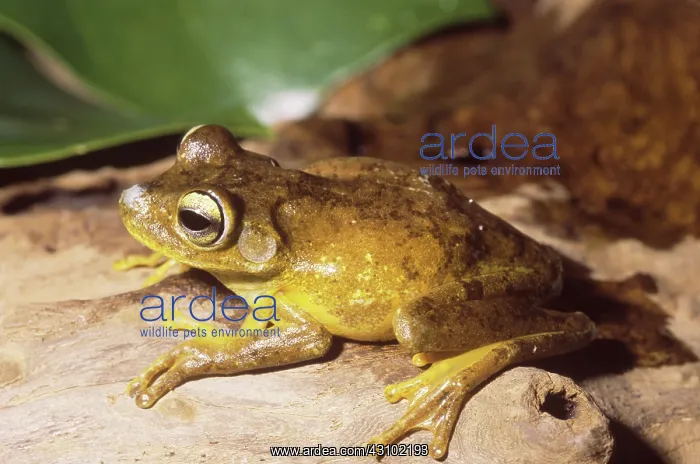 : Troschel's Treefrog (Hyla calcarata) : Troschel's Treefrog (Hyla calcarata)