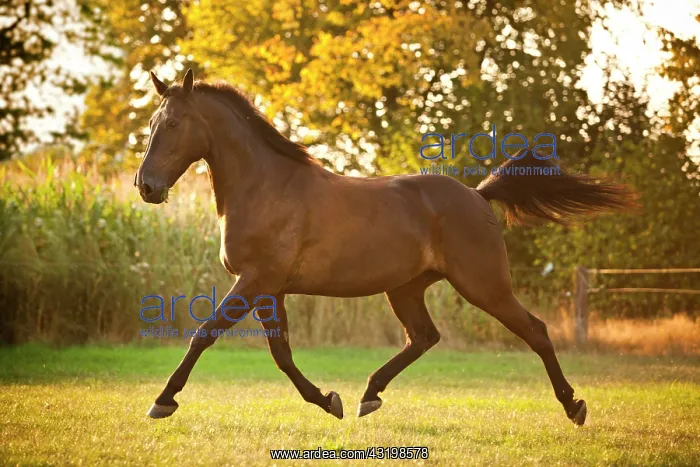 : Trotter, gelding, stallion, trotting in meadow : Trotter, gelding, stallion, trotting in meadow
