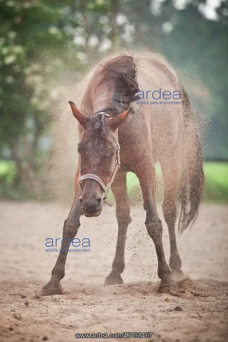 : Trotter, mare, shaking off after rolling : Trotter, mare, shaking off after rolling