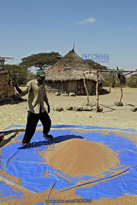 : Trotter / Teff - Annual bunch grass specific to Ethiopia : Trotter / Teff - Annual bunch grass specific to Ethiopia