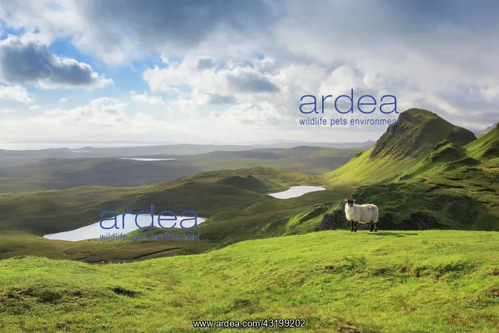 : Trotternish, The Quaraig, Isle of Skye, Scotland : Trotternish, The Quaraig, Isle of Skye, Scotland