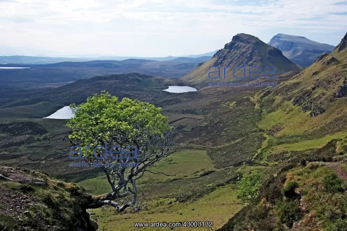 : Trotternish Ridge : Trotternish Ridge