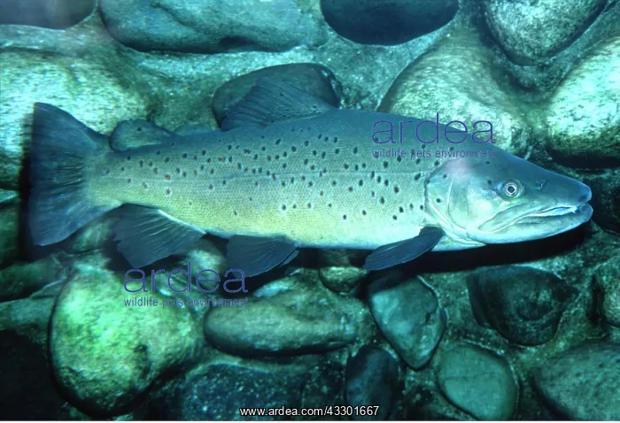 : TROUT : TROUT