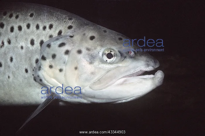 : TROUT - close up of head, freshwater : TROUT - close up of head, freshwater