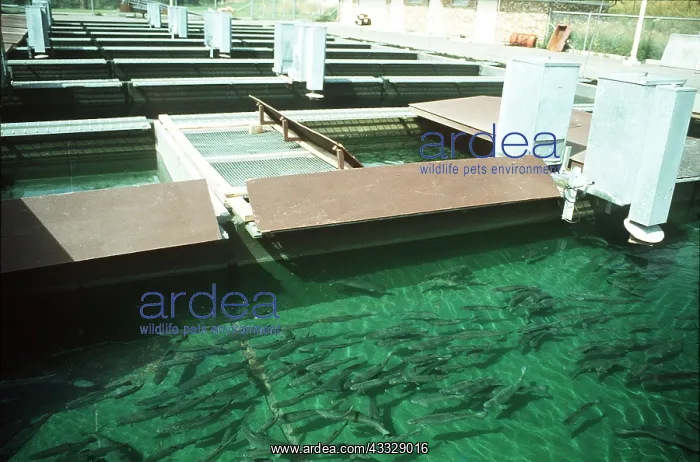  : Trout Fish Farm