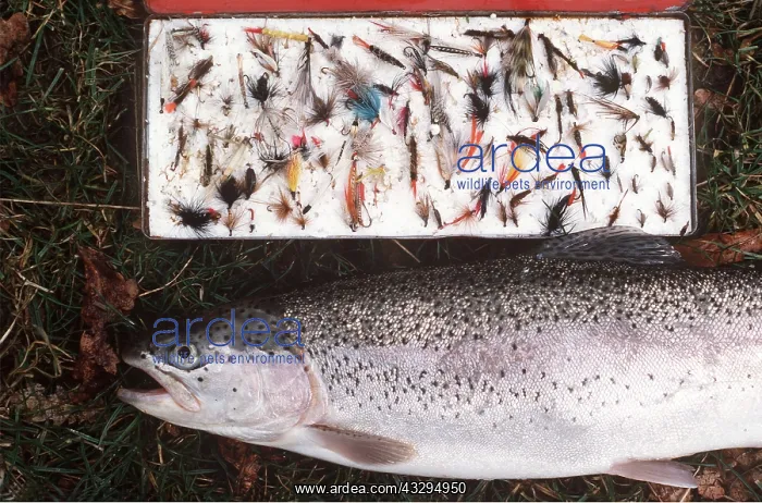 : TROUT Fishing - Rainbow trout by flies : TROUT Fishing - Rainbow trout by flies