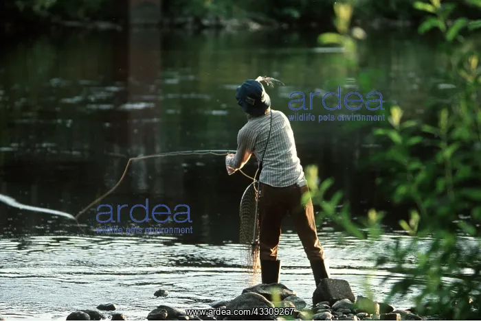: TROUT FISHING - River Tay : TROUT FISHING - River Tay