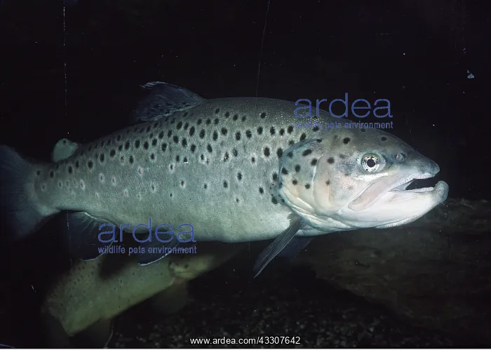 : TROUT - freshwater : TROUT - freshwater