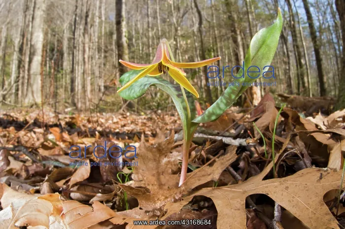 : Trout Lily : Trout Lily