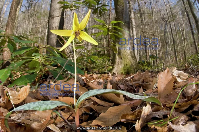 : Trout Lily : Trout Lily