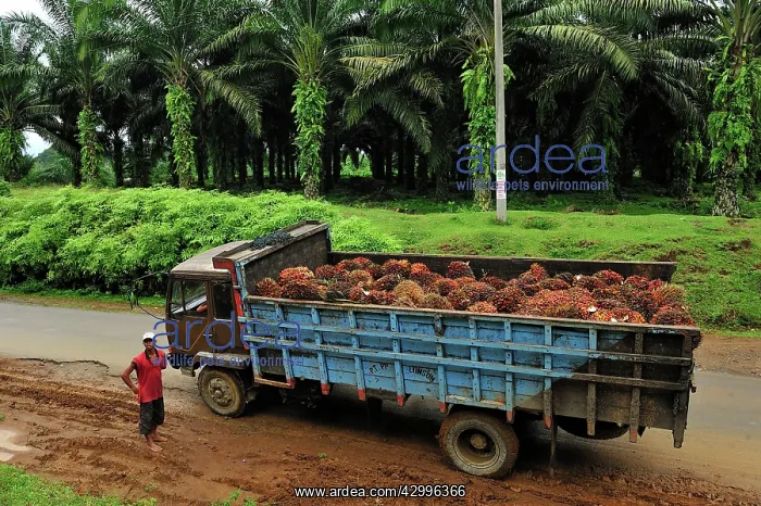  : Truck with oilpalm fruits - oil palm plantation