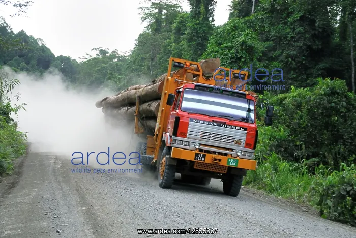 : Truck with timber from a logging area near the : Truck with timber from a logging area near the