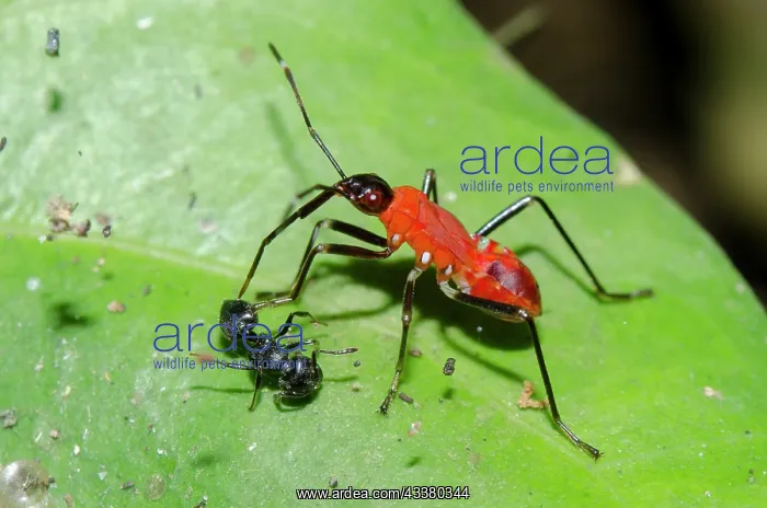 : True Bug attacking Black Weaver Ant : True Bug attacking Black Weaver Ant