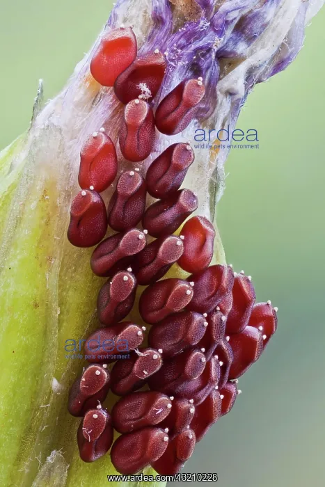 : True bug eggs on a wild flower, they allways lay : True bug eggs on a wild flower, they allways lay