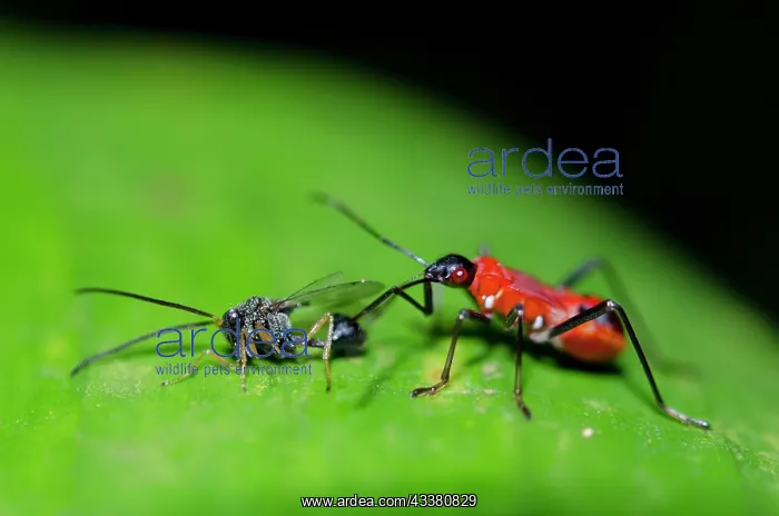 : True Bug with Eucharatid Wasp prey : True Bug with Eucharatid Wasp prey