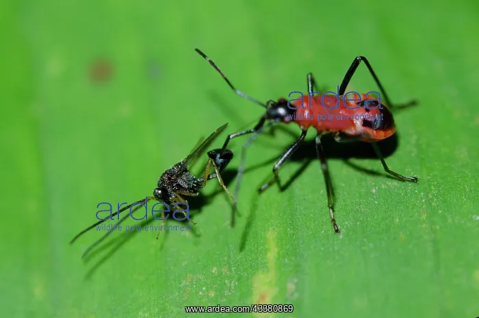: True Bug with Eucharatid Wasp prey : True Bug with Eucharatid Wasp prey