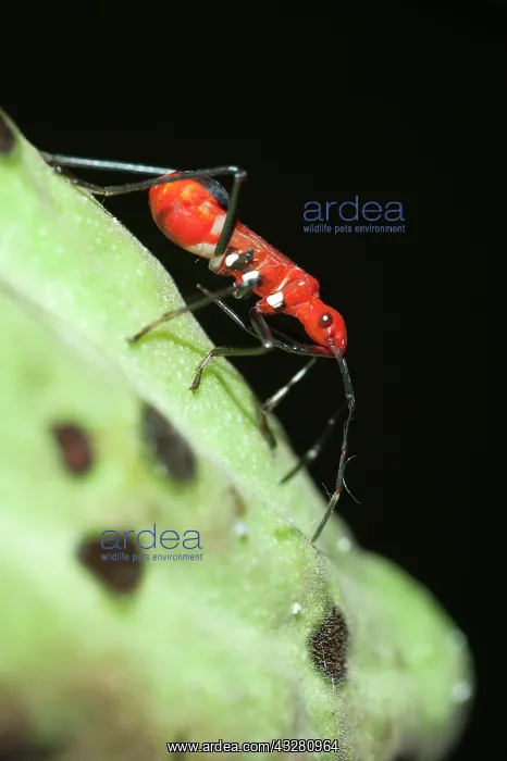 : True Bug - Klungkung, Bali, Indonesia : True Bug - Klungkung, Bali, Indonesia