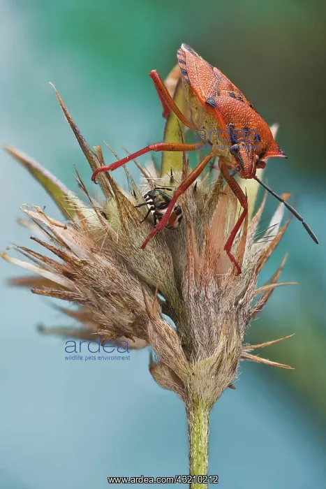 : A true bug with its nymph in a dried wild flower : A true bug with its nymph in a dried wild flower