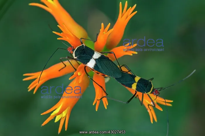 : True Bug / Stink Bug, mating, on yellow flower : True Bug / Stink Bug, mating, on yellow flower