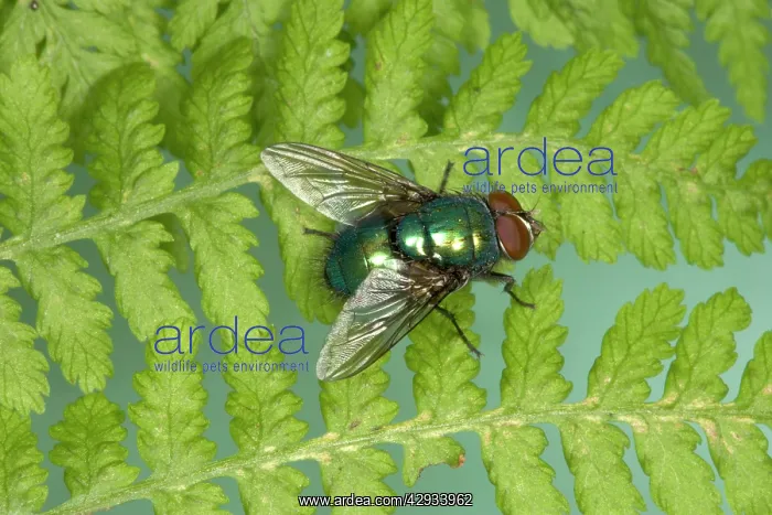 : True Greenbottle Fly / Blowfly - sunning itself : True Greenbottle Fly / Blowfly - sunning itself